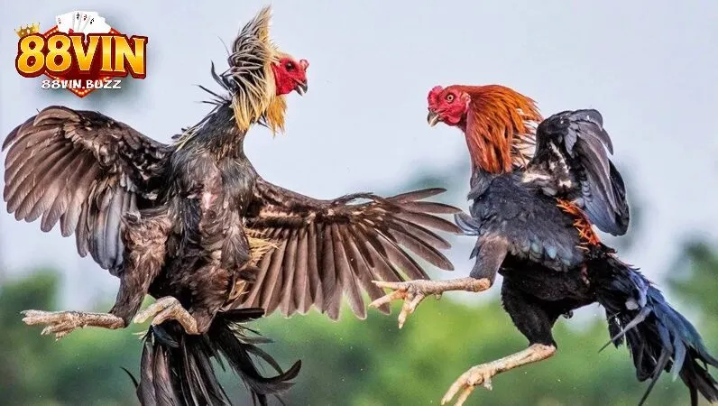 Bí quyết nuôi dưỡng gà nòi Bí quyết nuôi dưỡng và huấn luyện gà nòi tại 88vin