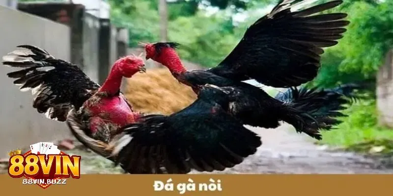 hiểu biết về đá gà nòi tại 88vin Hiểu biết về đá gà nòi và luật chơi tại 88vin