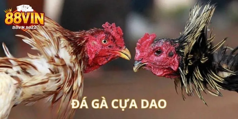 cách thức tổ chức đá gà cựa dao Quy định và cách thức tổ chức trận đá gà cựa dao